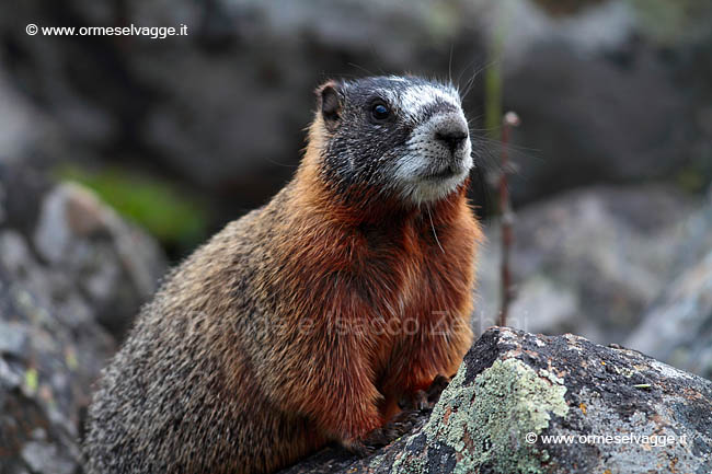 089 Marmotta IMG 0454